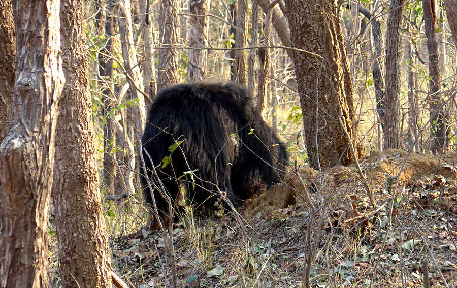 Adult female sloth bear